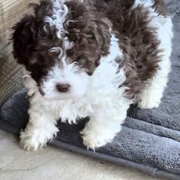 Maserati - Parti male Poodle puppy in Covington, Virginia from A  Gift from above kennel,  LLC