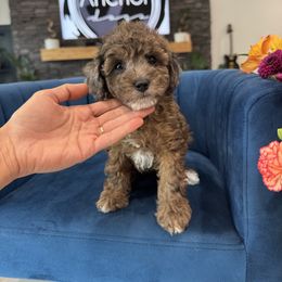 M-O-O-N - Merle male Cavapoo puppy in Pleasant View, Utah from Anchor Dogs