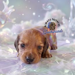 AFDs Honey - Red female Dachshund puppy in Waverly, Ohio from Always Faithful Dachshunds