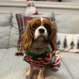 Teodora - Cavalier King Charles Spaniel