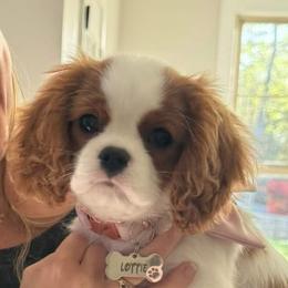 Cavalier King Charles Spaniel Puppies from Farmhouse Cavaliers NC