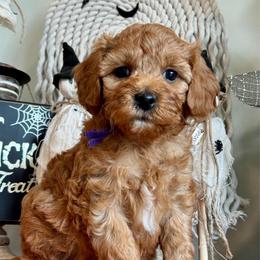 Purple - Red  female Goldendoodle puppy in Hesperia, Michigan from Red Acres Poodles & Doodles