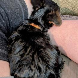 Yorkshire Terrier Puppies from Yorkies of Julington Creek