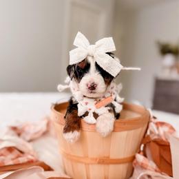 Ever - Merle female Bernedoodle puppy in Cold Spring, Minnesota from A.N.A. Doodles