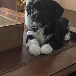 Havanese Puppies from Estelle's Havanese