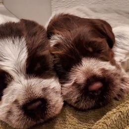 Wirehaired Pointing Griffon Puppies from Cathy West