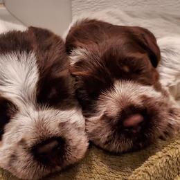 Wirehaired Pointing Griffon Puppies from Cathy West