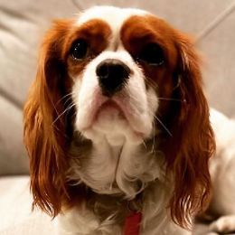 Cavalier King Charles Spaniels, Cavapoos, Goldendoodles, and Golden Retrievers from Park City Doodles