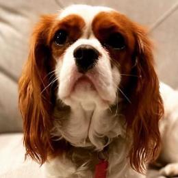 Cavalier King Charles Spaniels, Cavapoos, Goldendoodles, and Golden Retrievers from Park City Doodles