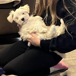 Stevie (red collar) - White male Miniature Schnauzer puppy in Port Orchard, Washington from Silver Bells Miniature Schnauzers