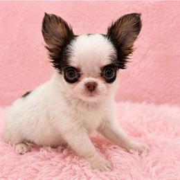 Chocolate chip - Chocolate and white female Chihuahua puppy in Smyrna, Georgia from GeorgiasChihuahuas
