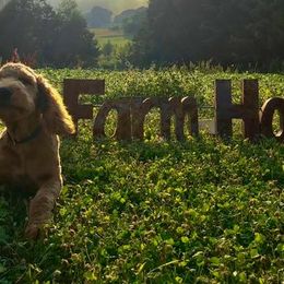 Goldendoodles from Lane Doodles and Poodles