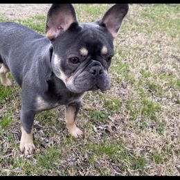 Bella - French Bulldog