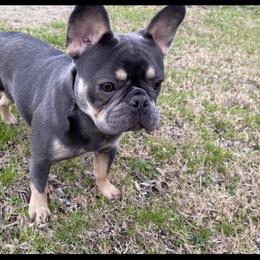 Bella - French Bulldog