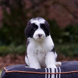 Australian Labradoodles, Bernedoodles, Goldendoodles, Poodles, and Sheepadoodles from Sutton Place Doodles