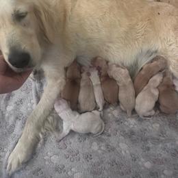 Male 1 - Light golden male Golden Retriever puppy in Merrill, Michigan from Happy Tails Family Farm