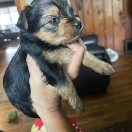 Yorkshire Terrier Puppies from Shay Yorkies