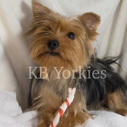 Libby - Yorkshire Terrier