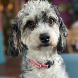 Blue - Aussiedoodle
