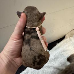 Hope - Chocolate merle female Bernedoodle puppy in Concord, California from Golden State Good Dogs