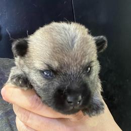 Finnegan - Gray male Cairn Terrier puppy in Bigfork, Minnesota from Dachshunds Up North