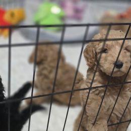 Milini - Apricot female Goldendoodle puppy in Pleasant Hill, Iowa from Courtney Nicole's Mal Shihs