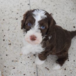 Australian Labradoodle Puppies from Australian Heritage Labradoodles
