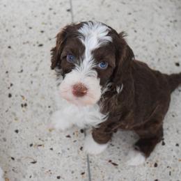 Australian Labradoodle Puppies from Australian Heritage Labradoodles