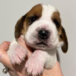 Heath (light blue) - Brown black and white male Basset Hound puppy in Kingsport, Tennessee from Bear’s Bassets