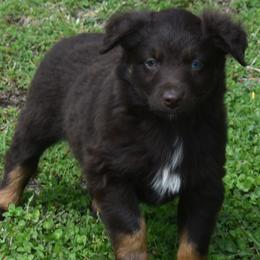 RAISEN - Red tri-color male Australian Shepherd puppy in Nowata, Oklahoma from 4Feathers