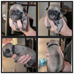 Harlen - Fawn male Pug puppy in Winter Haven, Florida from Lisa's Pugalicious Pugs