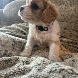 Princess - Apricot and white female Cavachon puppy in Holly, Michigan from Terrie’s Cavachons & Cavalier King Charles Spaniels