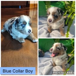 Australian Shepherd Puppies from B&M Kennels