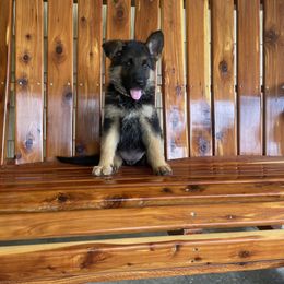 German Shepherd Puppies from Southern Lakes German Shepherds