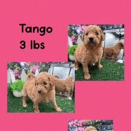 Tango - Apricot female Goldendoodle puppy in Wayland, New York from Loris Pampered Pooches💕