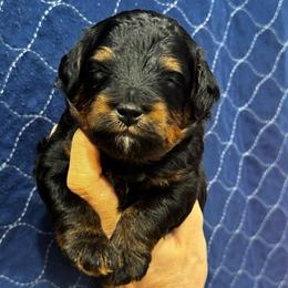Timber - Tri-color male Bernedoodle puppy in Macon County, North Carolina from Mountain Doodles