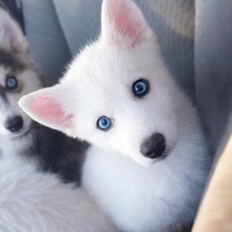 Girl 1 - White female Pomsky puppy in Bolton, Connecticut from Elle Pomsky