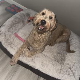 Bailey - Apricot female Goldendoodle puppy in Wickenburg, Arizona from Oh Doodles Doodlery