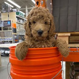 Goldendoodles from Barnwood Doodles