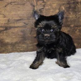 Shadow - Parti male Yorkshire Terrier puppy in Mountain Grove, Missouri from Precious Puppies