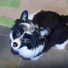 Chinese Crested and Yorkshire Terrier Puppies from FronkLinn Kennel