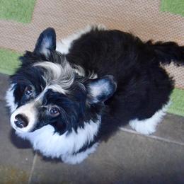 Chinese Crested and Yorkshire Terrier Puppies from FronkLinn Kennel