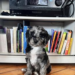 Noela - Merle female Bernedoodle puppy in Constableville, New York from Zehr’s Labradoodles & Bernedoodles