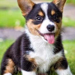 Pembroke Welsh Corgis from Dahl house kennels & arrow kennel care