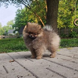 Pomeranian Puppies from POMS USA