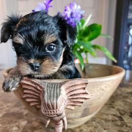 Awnia - Black and tan female Yorkshire Terrier puppy in Moses Lake, Washington from Harmony Hills Yorkies