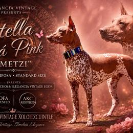 Metzi - Xoloitzcuintli