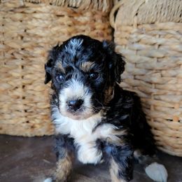 Cruise - Black tri-color male Aussiedoodle puppy in Crete, Nebraska from Doodles & Co