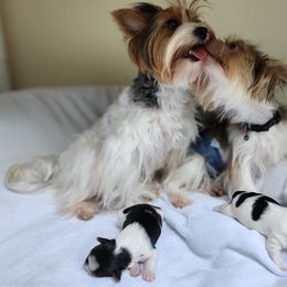 Biewer Terrier and Yorkshire Terrier Puppies from 1.StarDreamPups