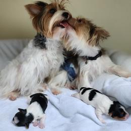 Biewer Terrier and Yorkshire Terrier Puppies from 1.StarDreamPups